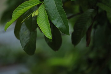 Water dripping from leaves of a tree