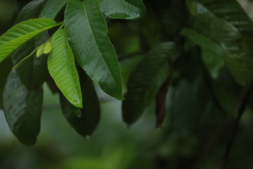 Obraz premium Water dripping from leaves of a tree
