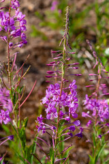 Purple flowers of fireweed, Rosebay Willowherb, Epilobium angustifolium, French willow, Ivan-tea in natural background, healthy tea, traditional medicine. Floral background.