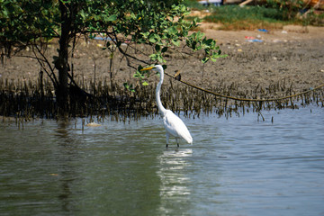  White birds standing in the water, mangrove forests, tropical countries , Thailand
