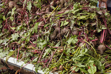 Fototapeta premium Colorful display of beetroots for sell at a Farmers Market in Boulder, Colorado.