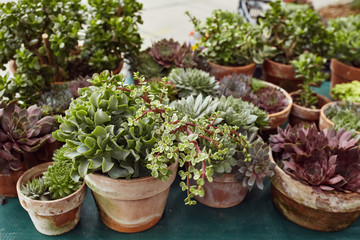 Fototapeta na wymiar Group of succulents and cactus plants on display for sell at a Farmer's Market in Boulder, Colorado