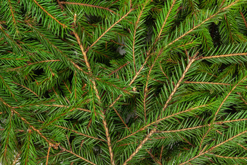 New Year theme, background from green spruce branches.