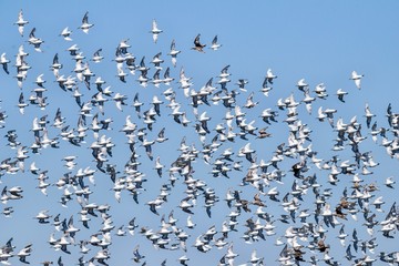 Flock of birds against blue sky 