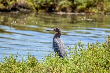 Reddish Egret in the wetlands 