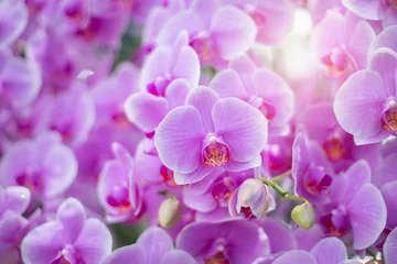 Foto op Canvas Close up of beautiful orchid flower in tropical garden, spring time season. © Kris Tan