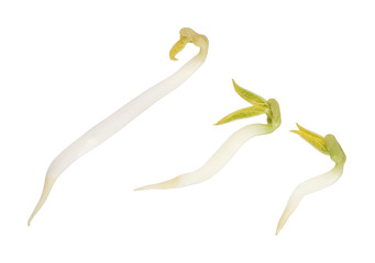 Pile of bean sprouts with white background