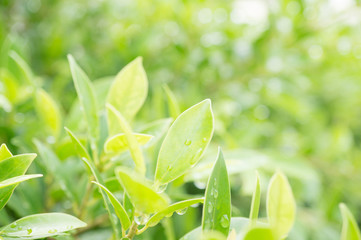 Water droplets on green leaf nature blurred background,selective focus