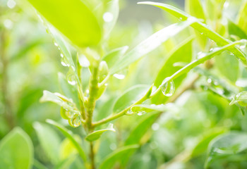 Water droplets on green leaf nature blurred background,selective focus