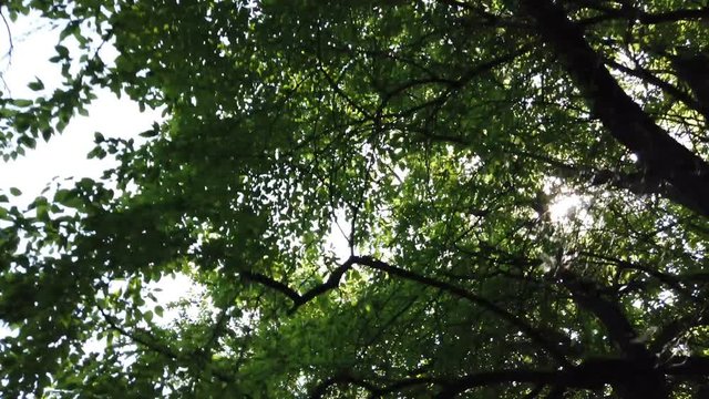 Moving camera looks up to the trees greenery, sun rays coming through the leafes