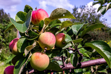 red ripe apples on a branch