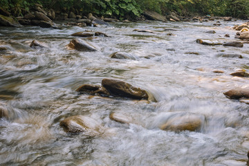 river in the forest