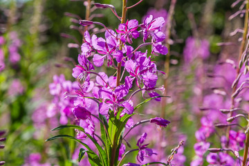 Purple flowers of fireweed, Rosebay Willowherb, Epilobium angustifolium, French willow, Ivan-tea in natural background, healthy tea, traditional medicine. Floral background.