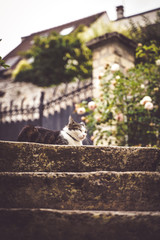 chat sur un mur