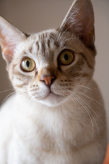 Australian Mist cat staring with yellow eyes