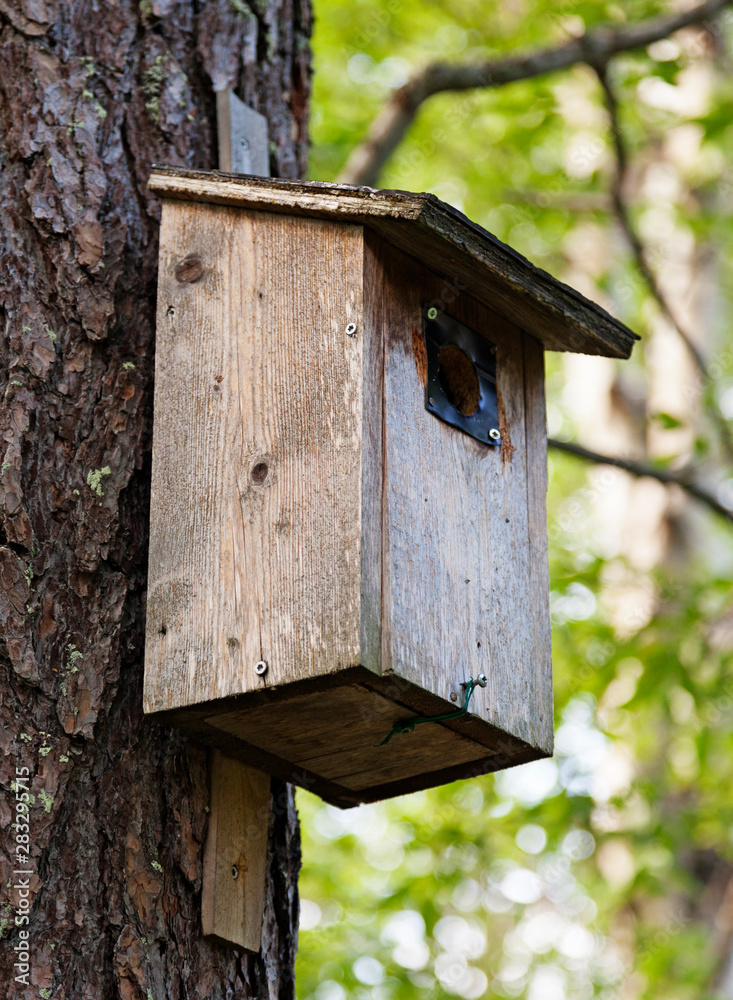 Wall mural weathered and used bird's nest mounted on a tree in the Roback forest