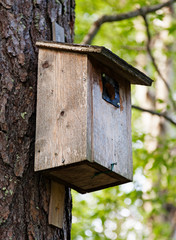 weathered and used bird's nest mounted on a tree in the Roback forest