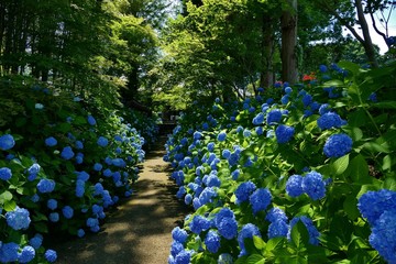 雲昌寺（あじさい寺）秋田県男鹿市