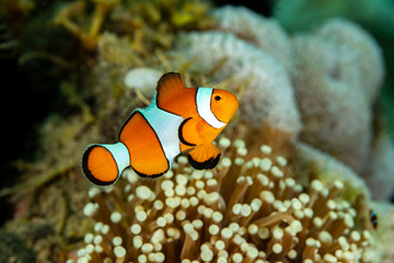 Clownfish or anemonefish are fishes from the subfamily Amphiprioninae in the family Pomacentridae