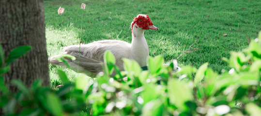 White duck in the grass