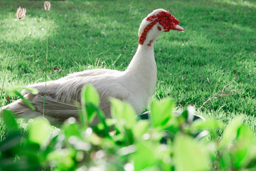 White duck in the grass