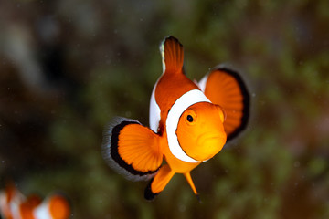 Clownfish or anemonefish are fishes from the subfamily Amphiprioninae in the family Pomacentridae © GeraldRobertFischer