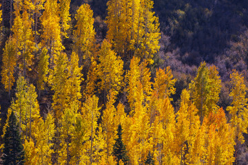 Fototapeta premium Autumn forest