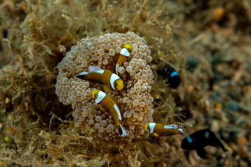 Clownfish or anemonefish are fishes from the subfamily Amphiprioninae in the family Pomacentridae