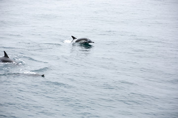 Several short beaked common dolphins swim in the ocean during a whale watching trip
