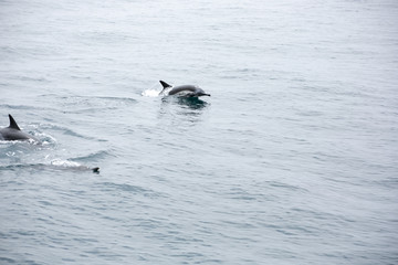 Fototapeta premium Several short beaked common dolphins swim in the ocean during a whale watching trip