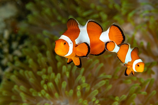 Clownfish or anemonefish are fishes from the subfamily Amphiprioninae in the family Pomacentridae