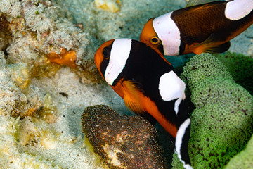 Clownfish or anemonefish are fishes from the subfamily Amphiprioninae in the family Pomacentridae