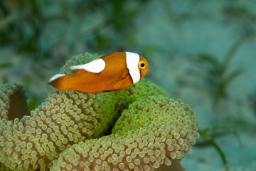 Clownfish or anemonefish are fishes from the subfamily Amphiprioninae in the family Pomacentridae