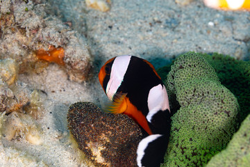 Naklejka na ściany i meble Clownfish or anemonefish are fishes from the subfamily Amphiprioninae in the family Pomacentridae