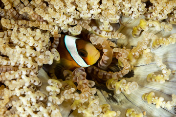 Clownfish or anemonefish are fishes from the subfamily Amphiprioninae in the family Pomacentridae