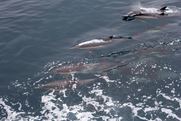 Obraz premium Several short beaked common dolphins swim in the ocean during a whale watching trip