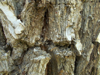  Wood texture for your design