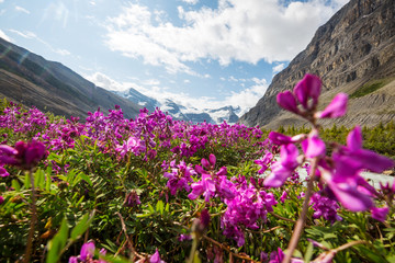 Mountains meadow