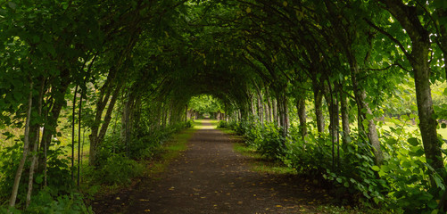 Walkway lane path with green trees in forest