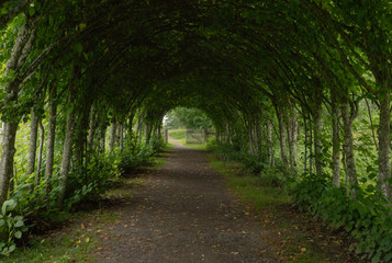 Fototapeta na wymiar Walkway lane path with green trees in forest