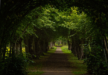 Walkway lane path with green trees in forest