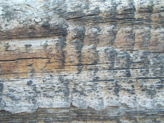 Wood texture for your design