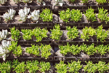 Several varieties of succulent plants on a landscape wall