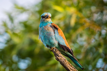 European roller Coracias garrulus in summer morning
