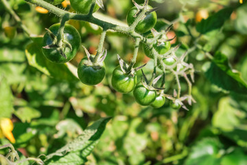 Several unripe green tomatoes on the vine in a garden
