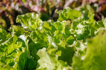 A closeup of leafy green lettuce in the garden
