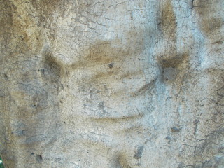  Wood texture for your design