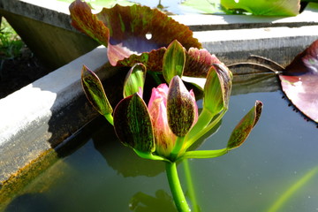 beautiful lotus flower or water lily in pond