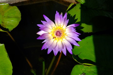 beautiful lotus flower or water lily in pond