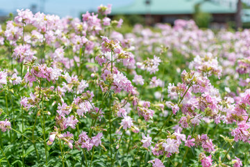 pink flowers in a meadow